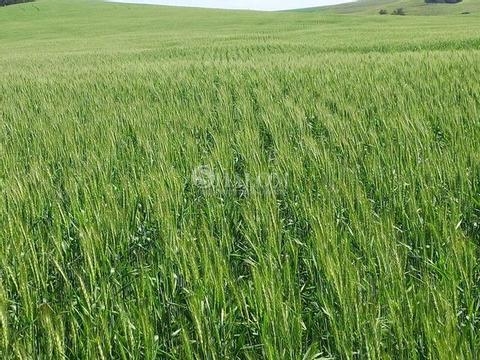 Sítio à venda em Sabáudia, Jardim Primavera, com 1 quarto, com 290400 m²