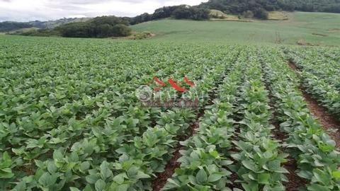 Fazenda à venda em Apucarana, Parque Industrial Zona Oeste, com 1 quarto